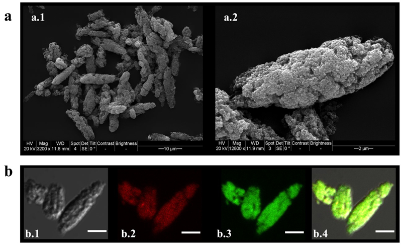 Ilustração das micropartículas desenvolvidas. A) Micrografia eletrônica de varredura. B) Estudo confocal da micropartícula