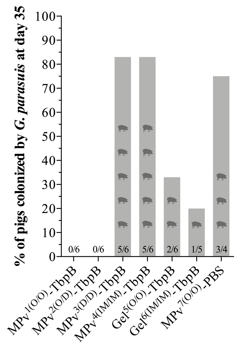 Capacidade da vacina baseada em micropartículas contendo a proteína TbpB de evitar a colonização de Glaesserella parasuis no trato respiratório de suínos