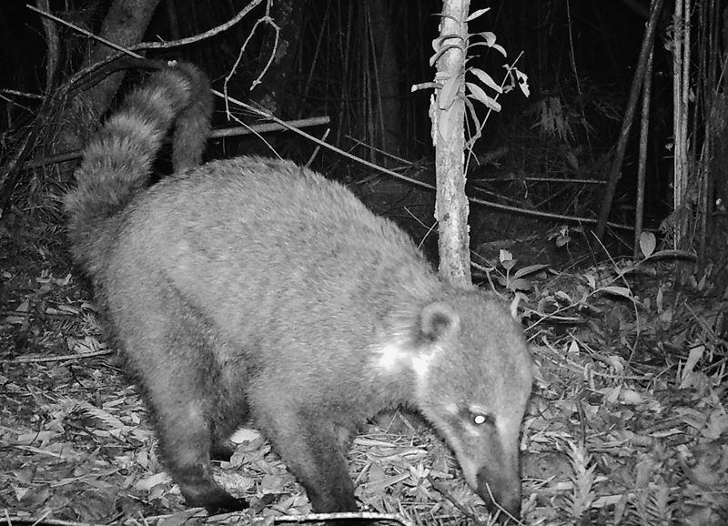 Coati