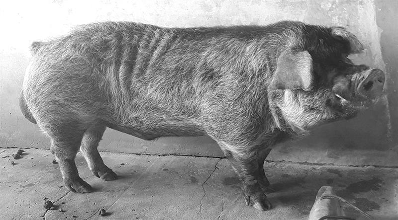 Macho Moura Gedoz1, doado pelo médico veterinário Ayrton Cogo