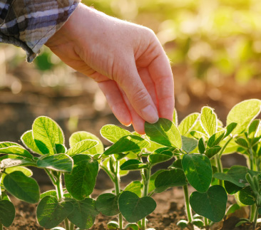 Mestrado e Doutorado em Agronomia