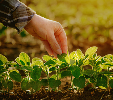 Mestrado e Doutorado em Agronomia