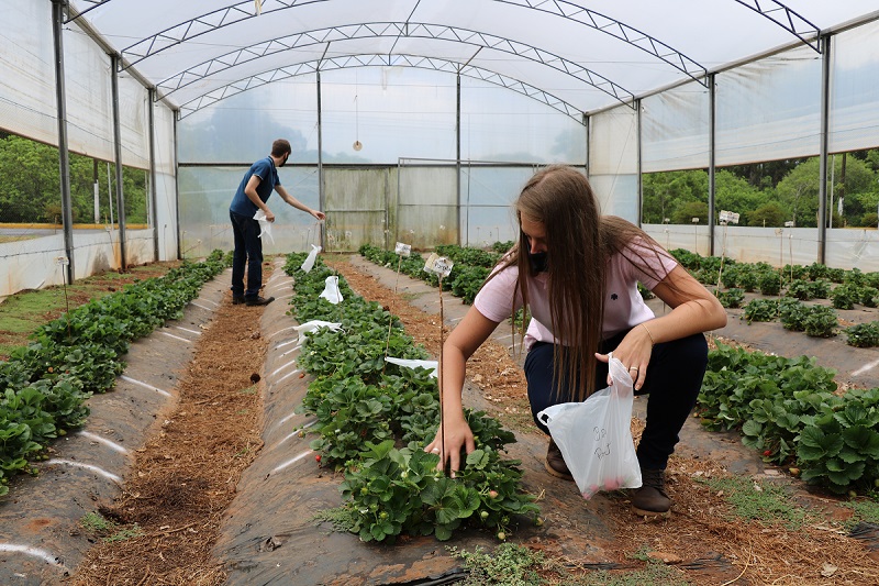 UPF oferece três cursos na área de Ciências Agrárias 