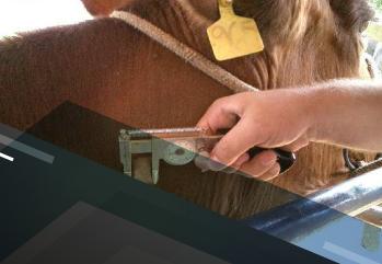 Habilitação de Médicos Veterinários no Programa Nacional de Controle e Erradicação de Brucelose e Tuberculose - Outubro 2023 