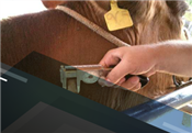 Habilitação de Médicos Veterinários no Programa Nacional de Controle e Erradicação de Brucelose e Tuberculose - Outubro 2023 